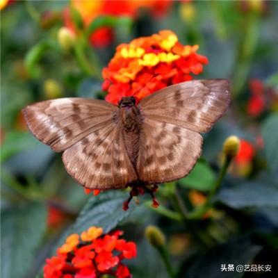 魂武边缘迷阵破解版下载