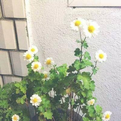 大师五子棋最新版下载